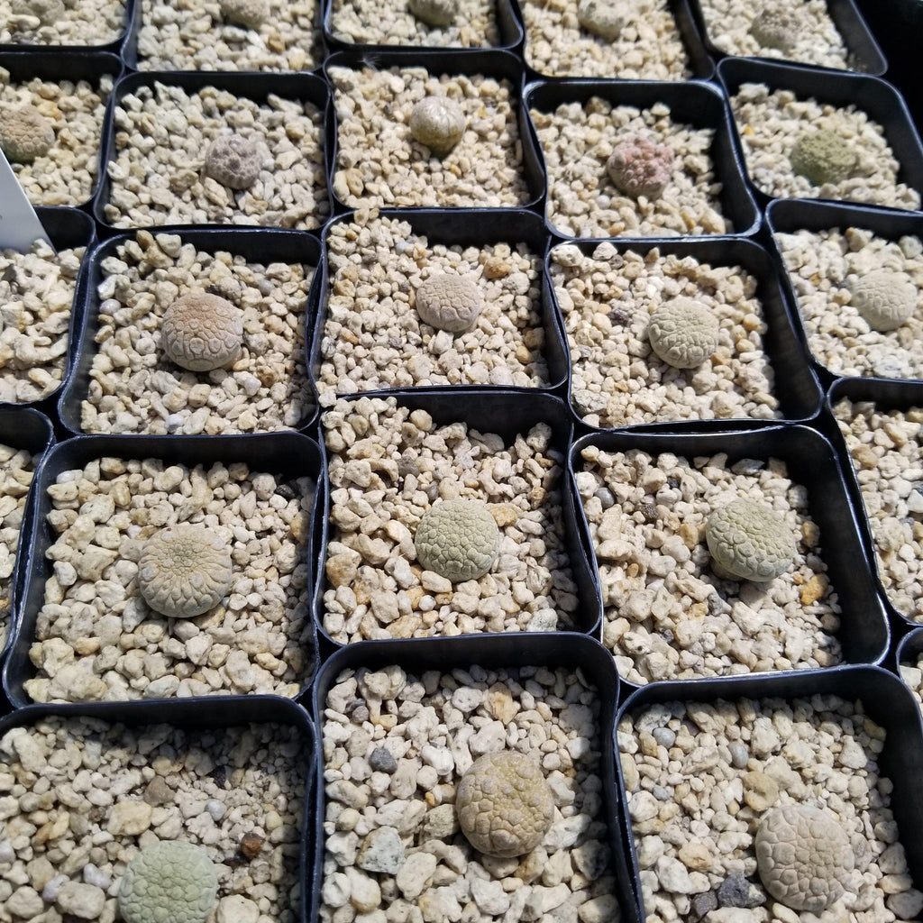 Pseudolithos eylensis