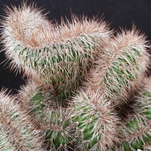 Stenocereus hollianus cristata