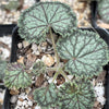 Pelargonium barklyi