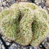 Brain Cactus - Mammillaria Elongata Cristata