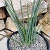 Red Yucca - Hesperaloe parviflora