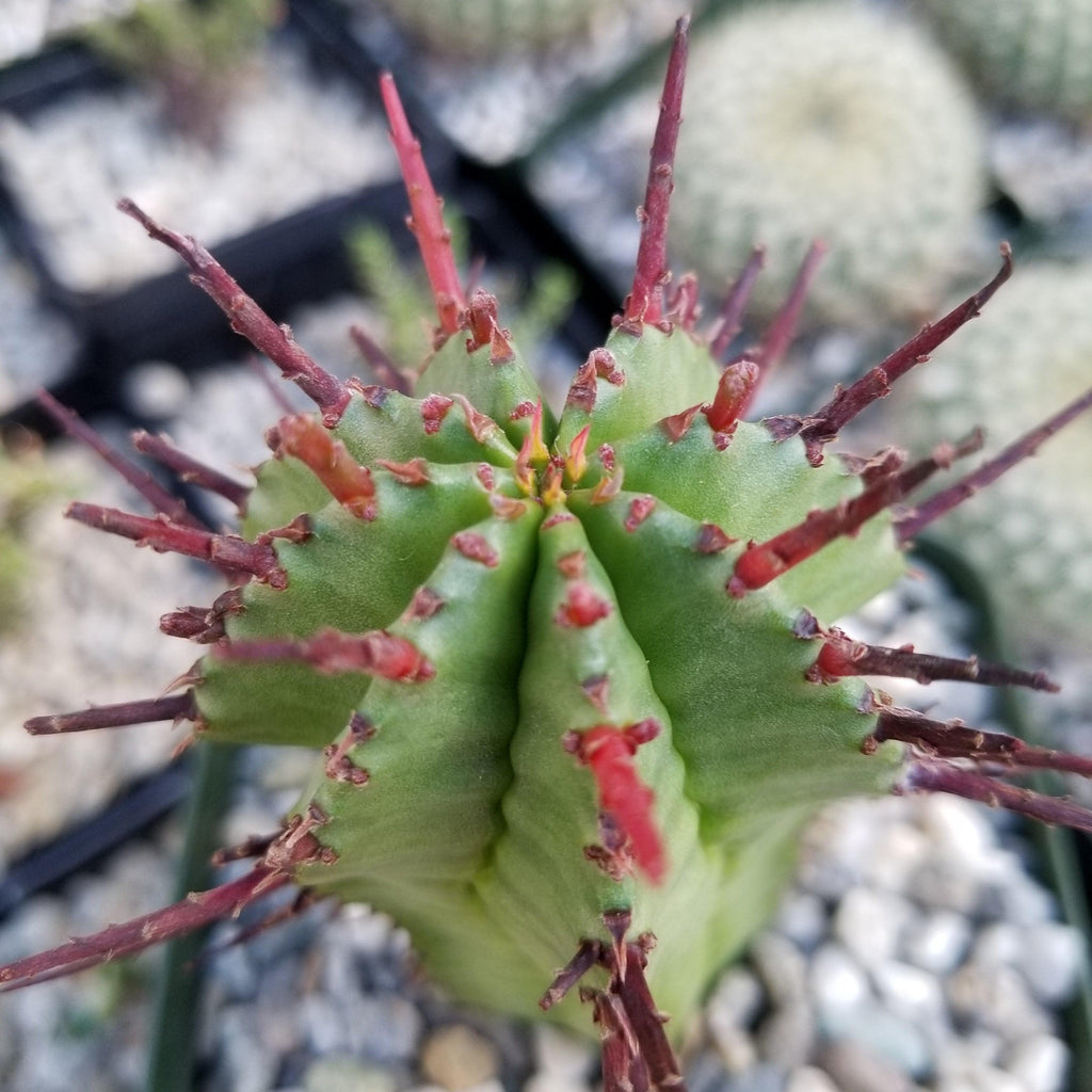 Euphorbia heptagona