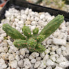 Euphorbia inermis huttonae