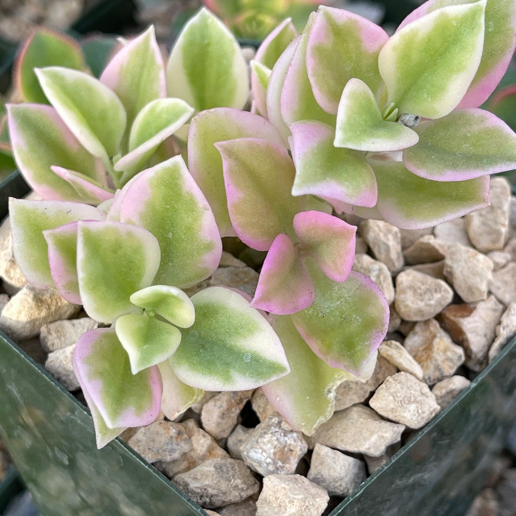 Aptemia cordifolia variegata