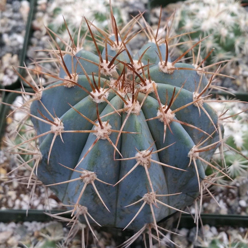 Melocactus azureus