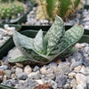 Gasteria sakura fuji