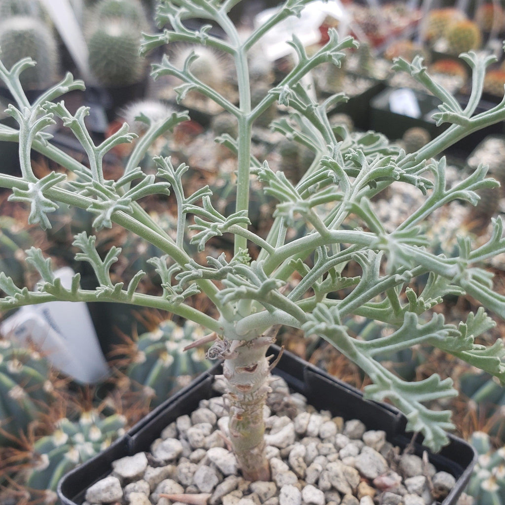 Pelargonium paniculatum