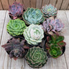 2.5" Echeveria Trio Assortments