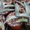 Agave scabra v. zarcensis