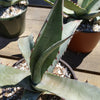 Agave scabra v. zarcensis