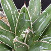 Agave Victoriae Reginae ‘Queen Victoria Agave’