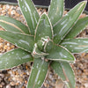 Agave Victoriae Reginae ‘Queen Victoria Agave’