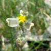 Albuca sp augrabies hills