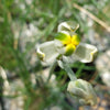 Albuca sp augrabies hills