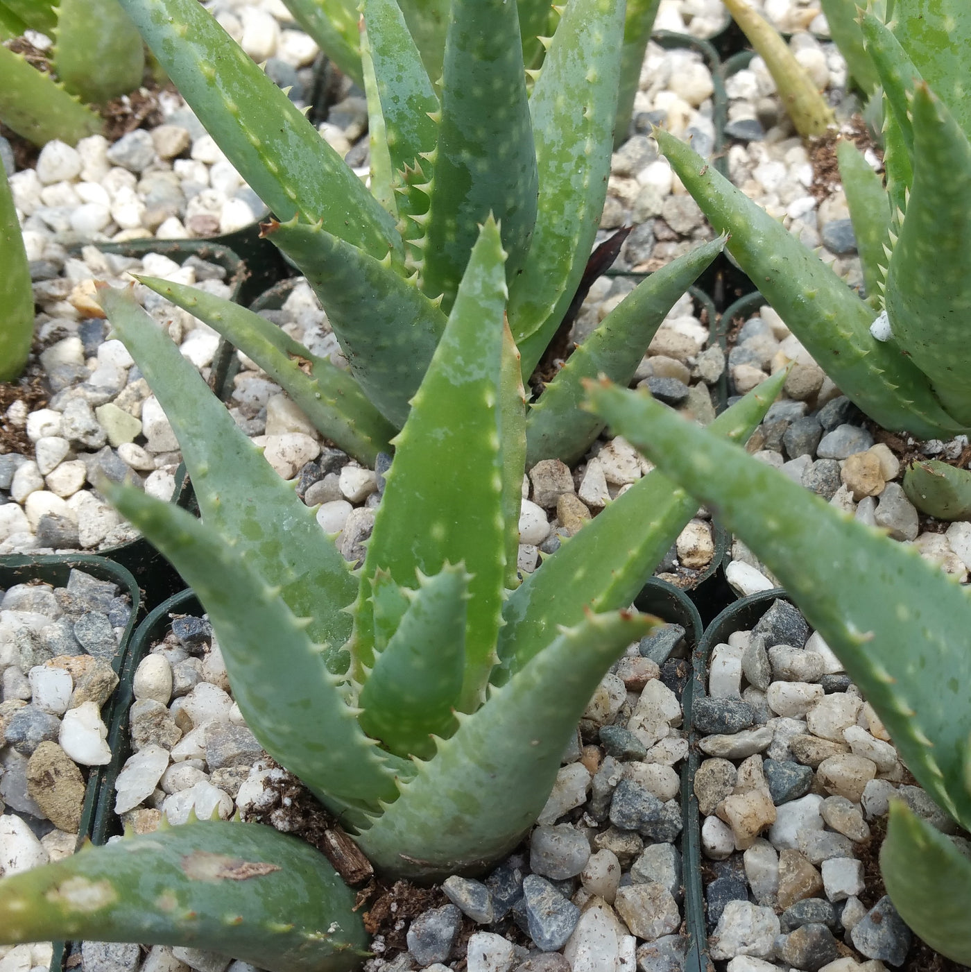 medicinal plants aloe vera and their uses Aloe California Medicinal Plants