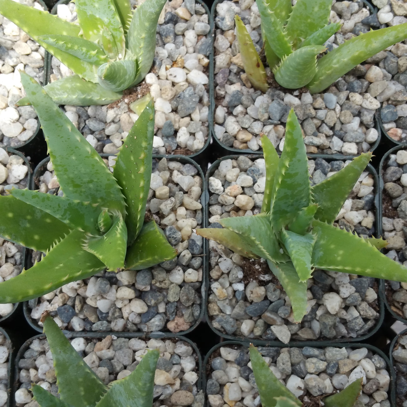 Aloe California medicinal plant