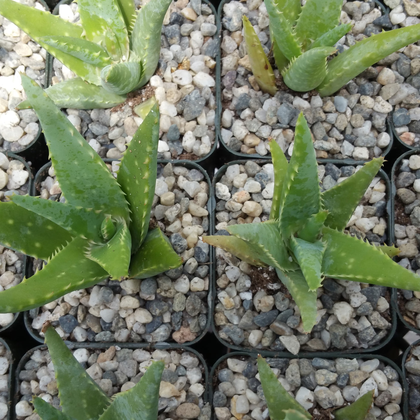 aloe vera live plant Aloe California Medicinal Plants