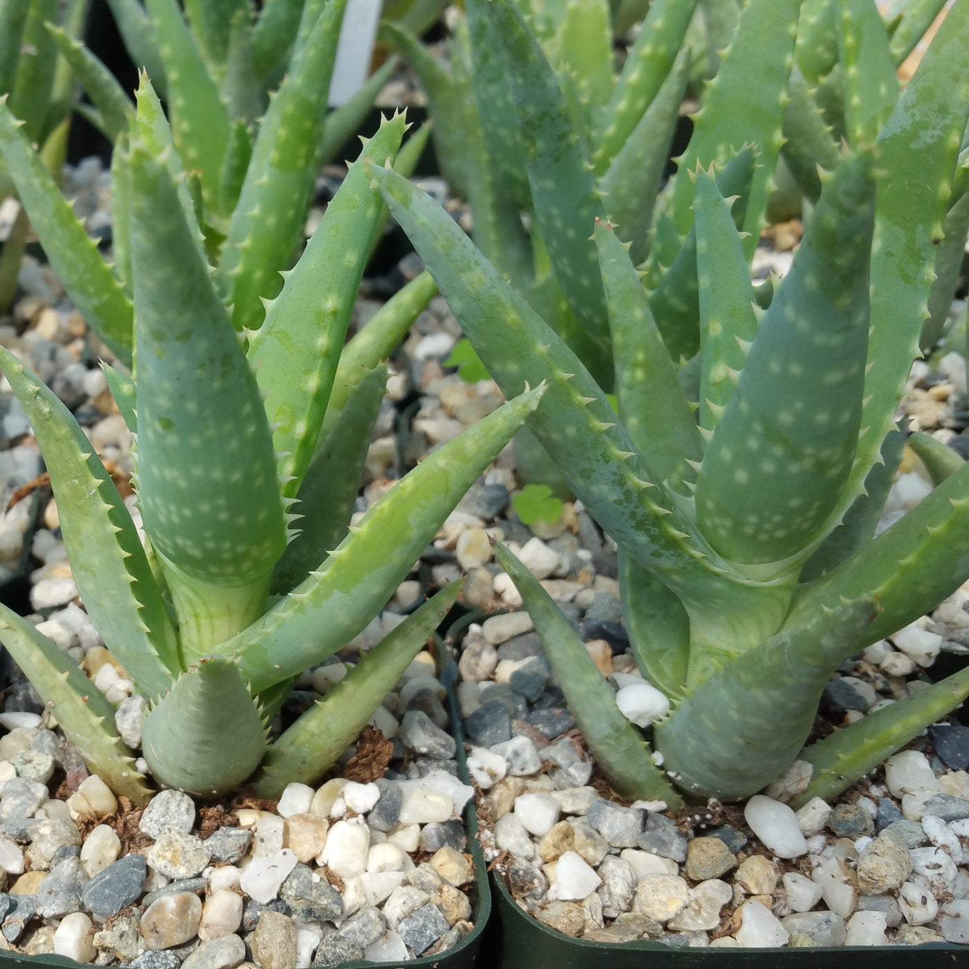 Aloe California medicinal plant