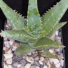 Aloe California Medicinal Plants