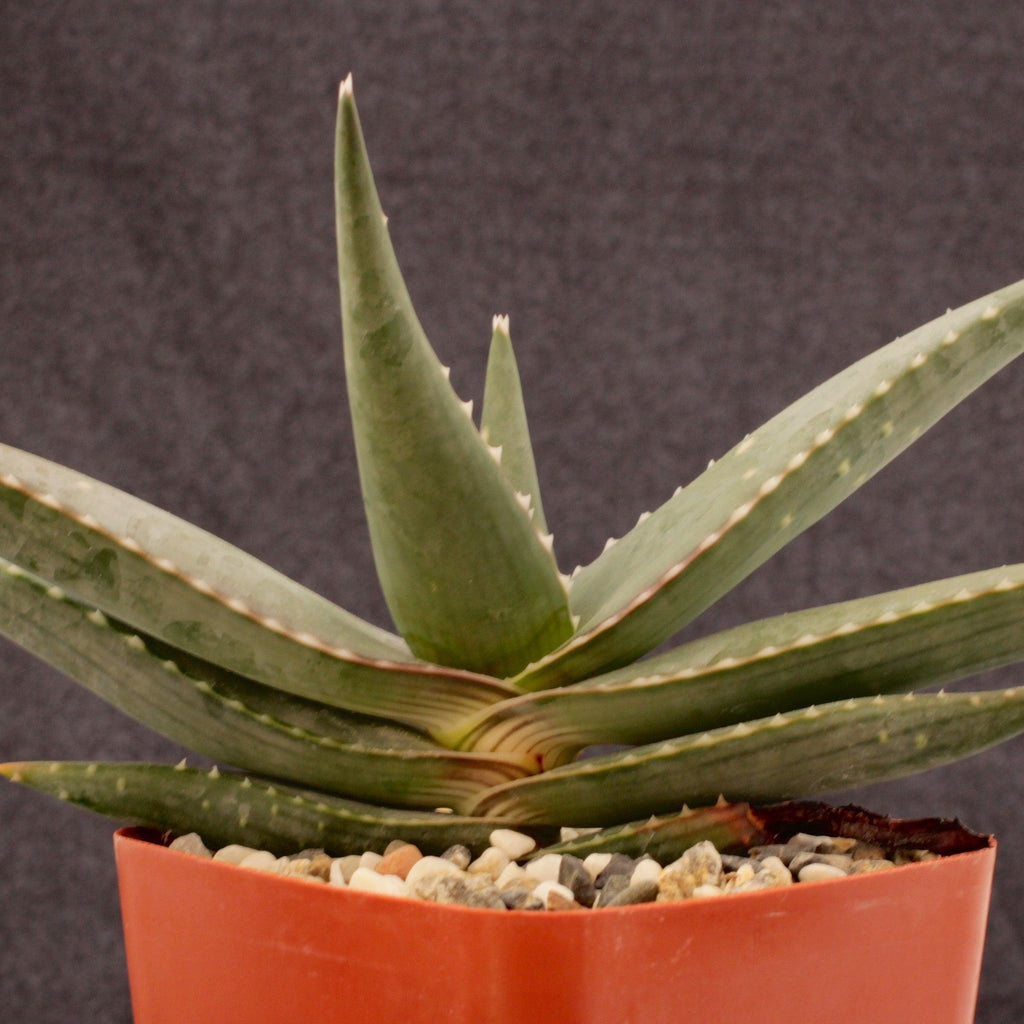 Aloe Meyeri