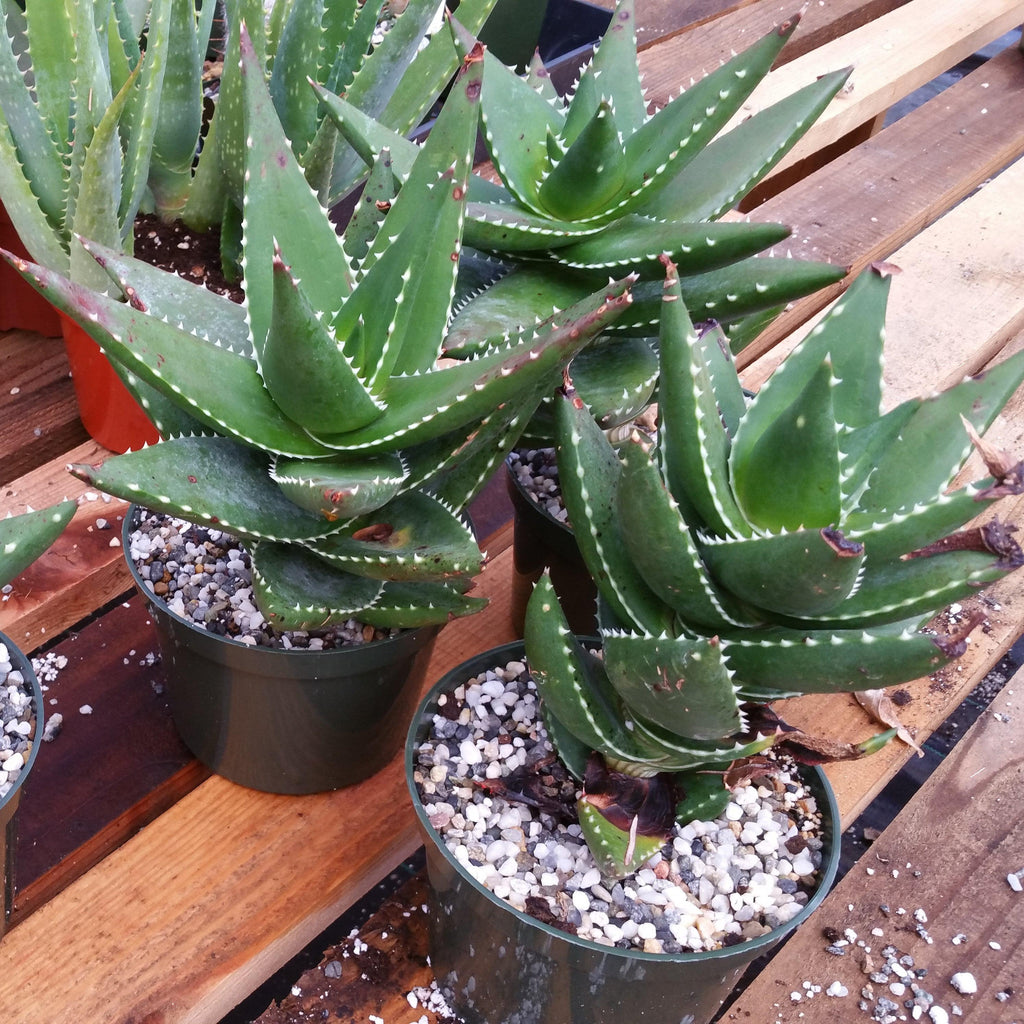 Aloe Meyeri