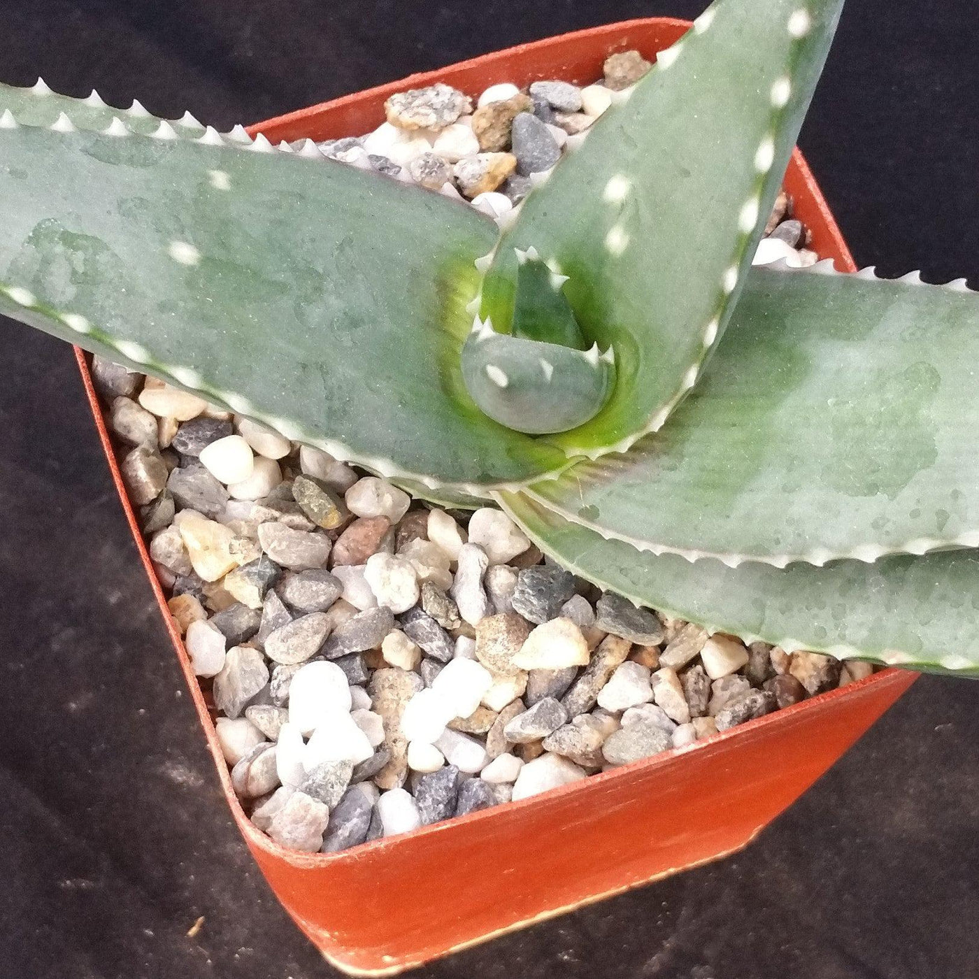 green spiky succulent with white spots Must-Have Aloe Meyeri Succulent | Shop Online