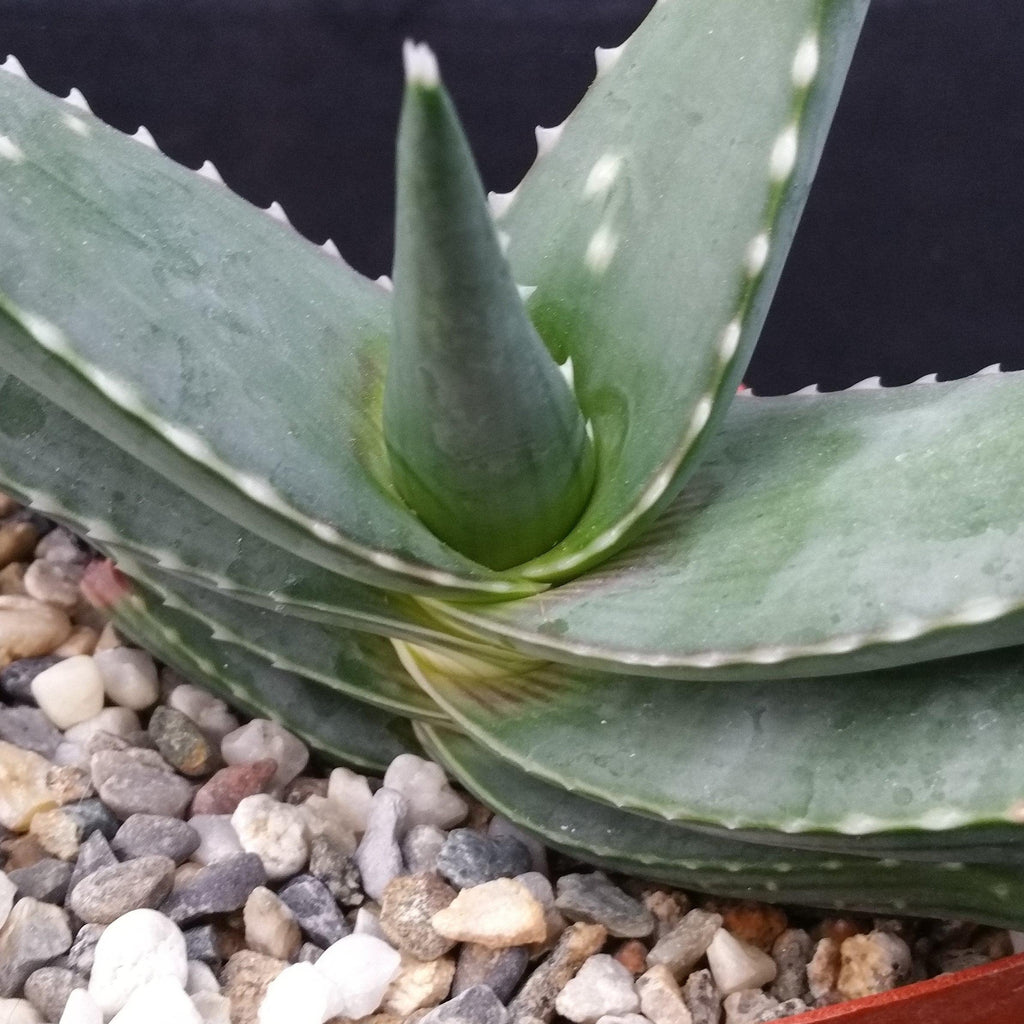 Aloe Meyeri