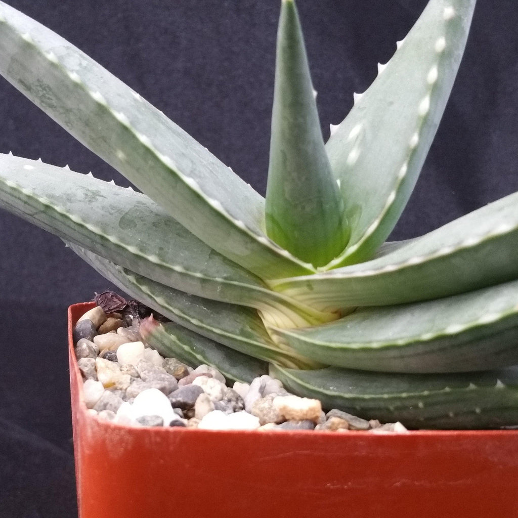 Aloe Meyeri