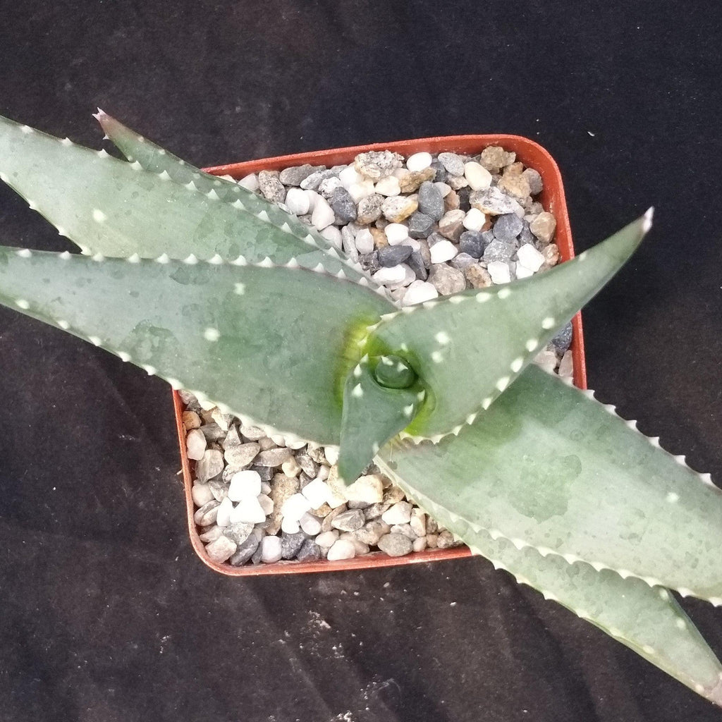 Aloe Meyeri