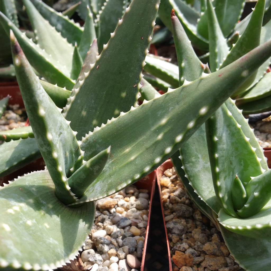 Aloe Meyeri