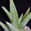 Aloe California Medicinal Plants