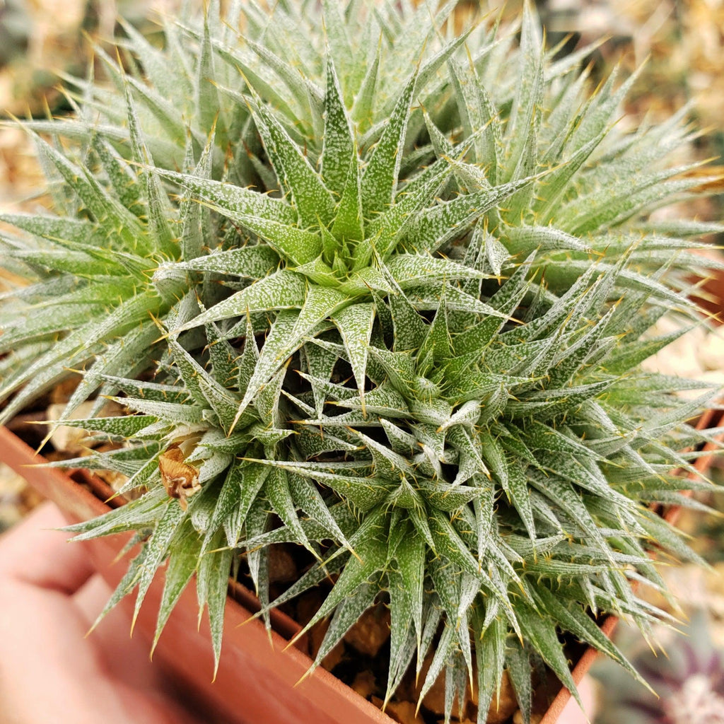 Abromeitiella chlorantha