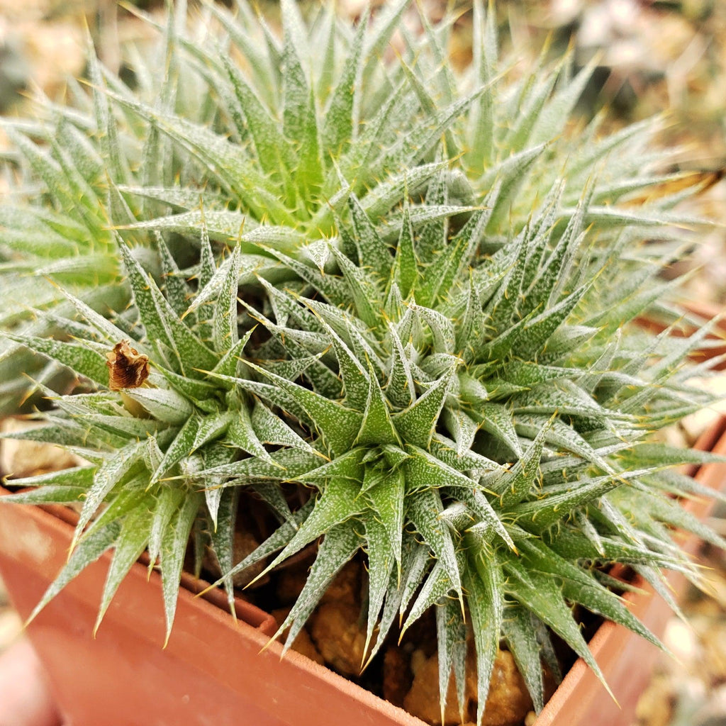 Abromeitiella chlorantha