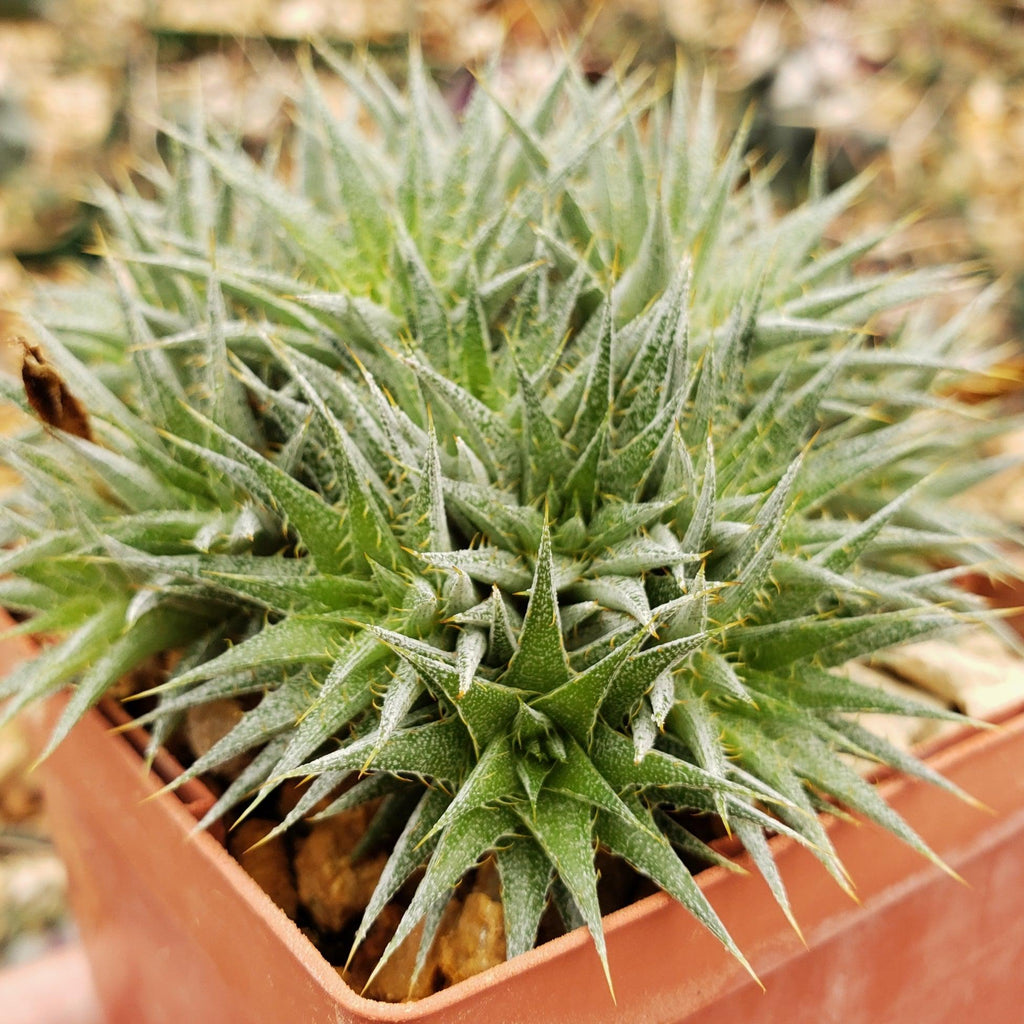 Abromeitiella chlorantha