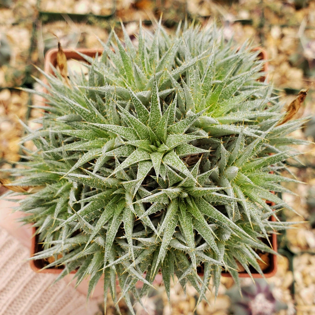 Abromeitiella chlorantha