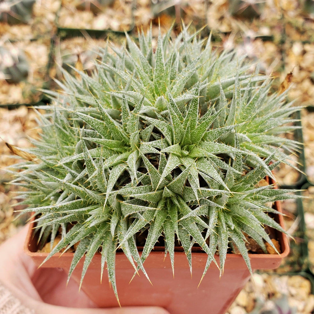 Abromeitiella chlorantha