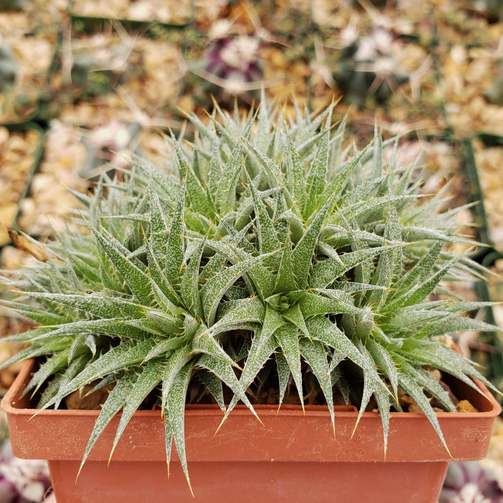 Abromeitiella chlorantha