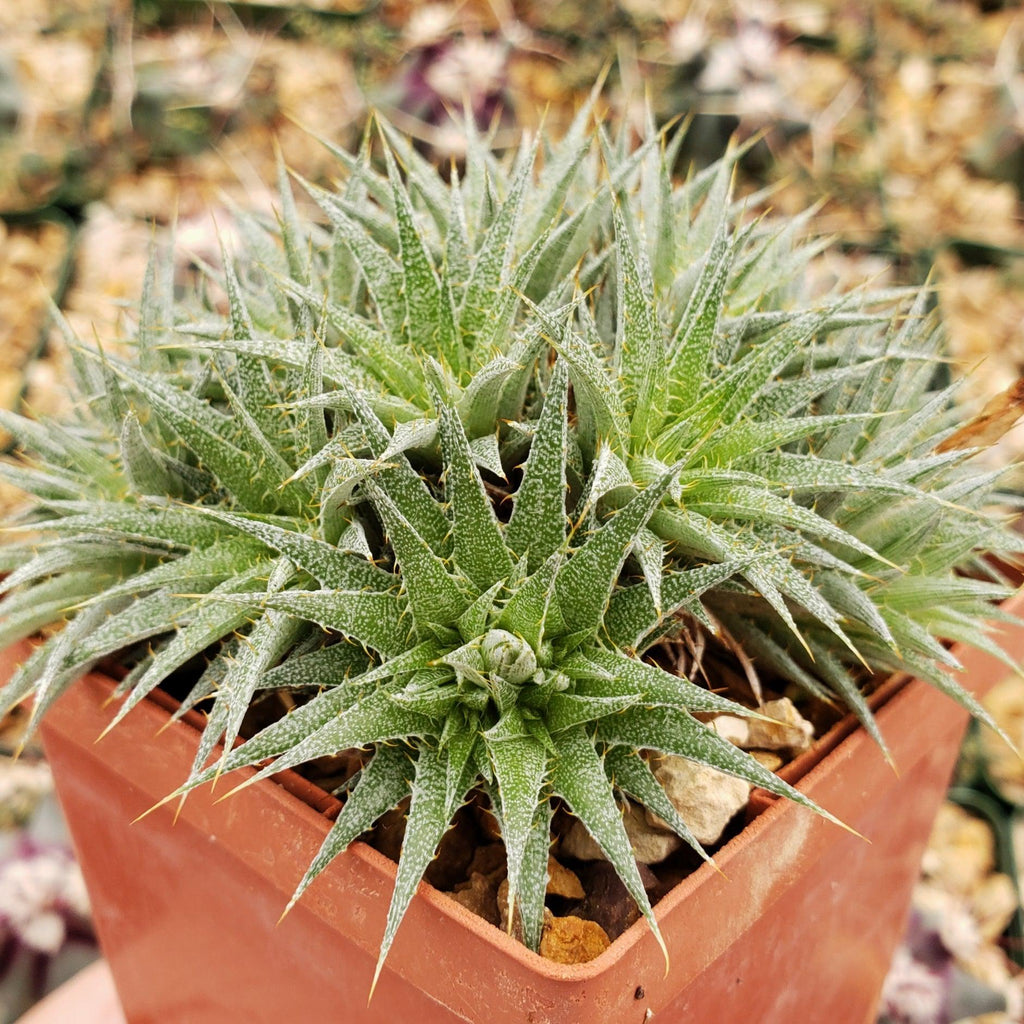 Abromeitiella chlorantha