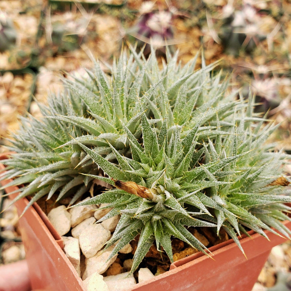 Abromeitiella chlorantha