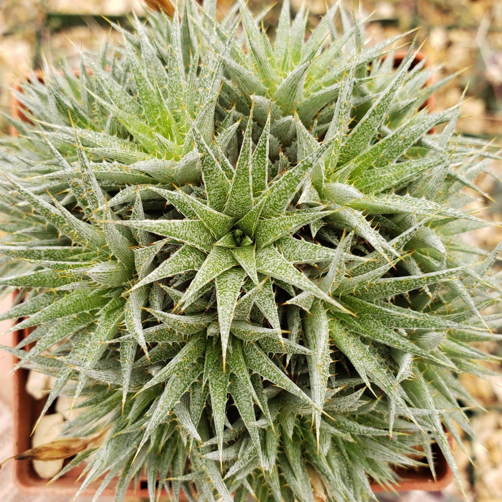 Abromeitiella chlorantha