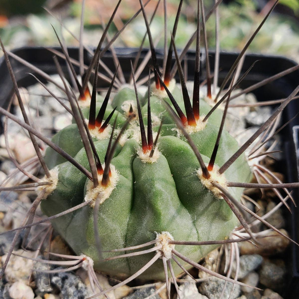 Acanthocalycium hoevenii