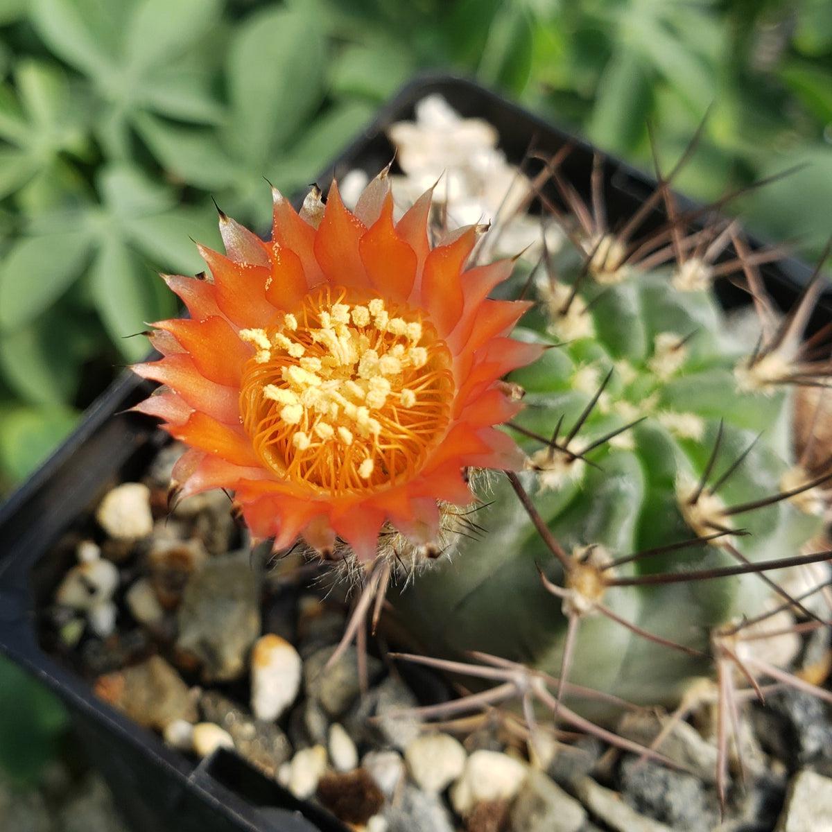 Acanthocalycium hoevenii