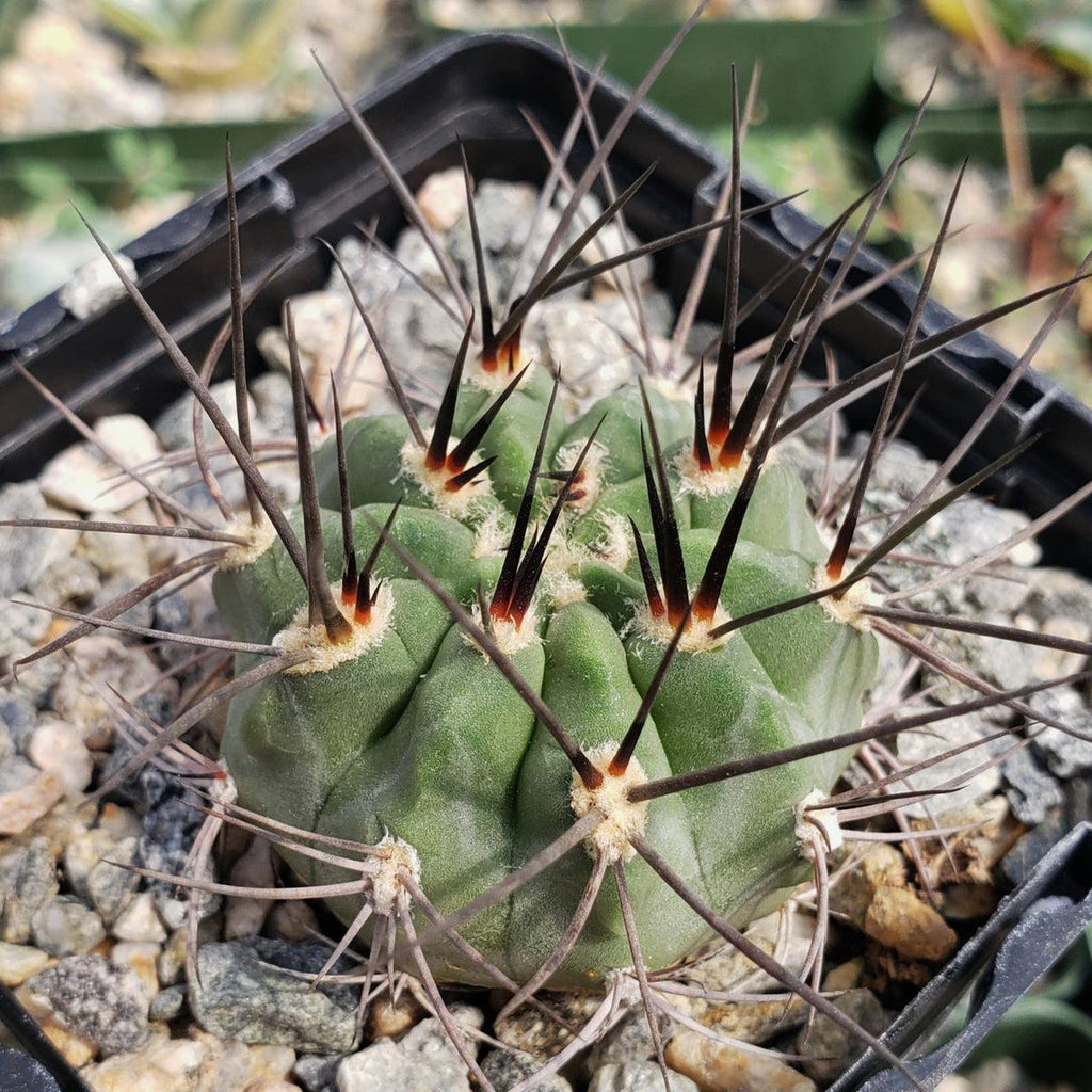 Acanthocalycium hoevenii