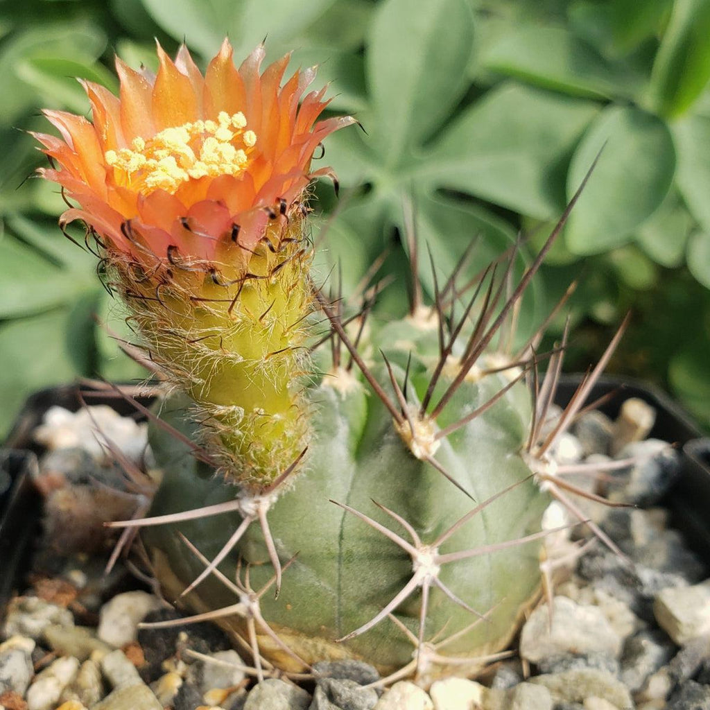 Acanthocalycium hoevenii