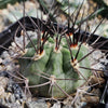 Acanthocalycium hoevenii