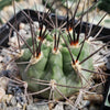 Acanthocalycium hoevenii