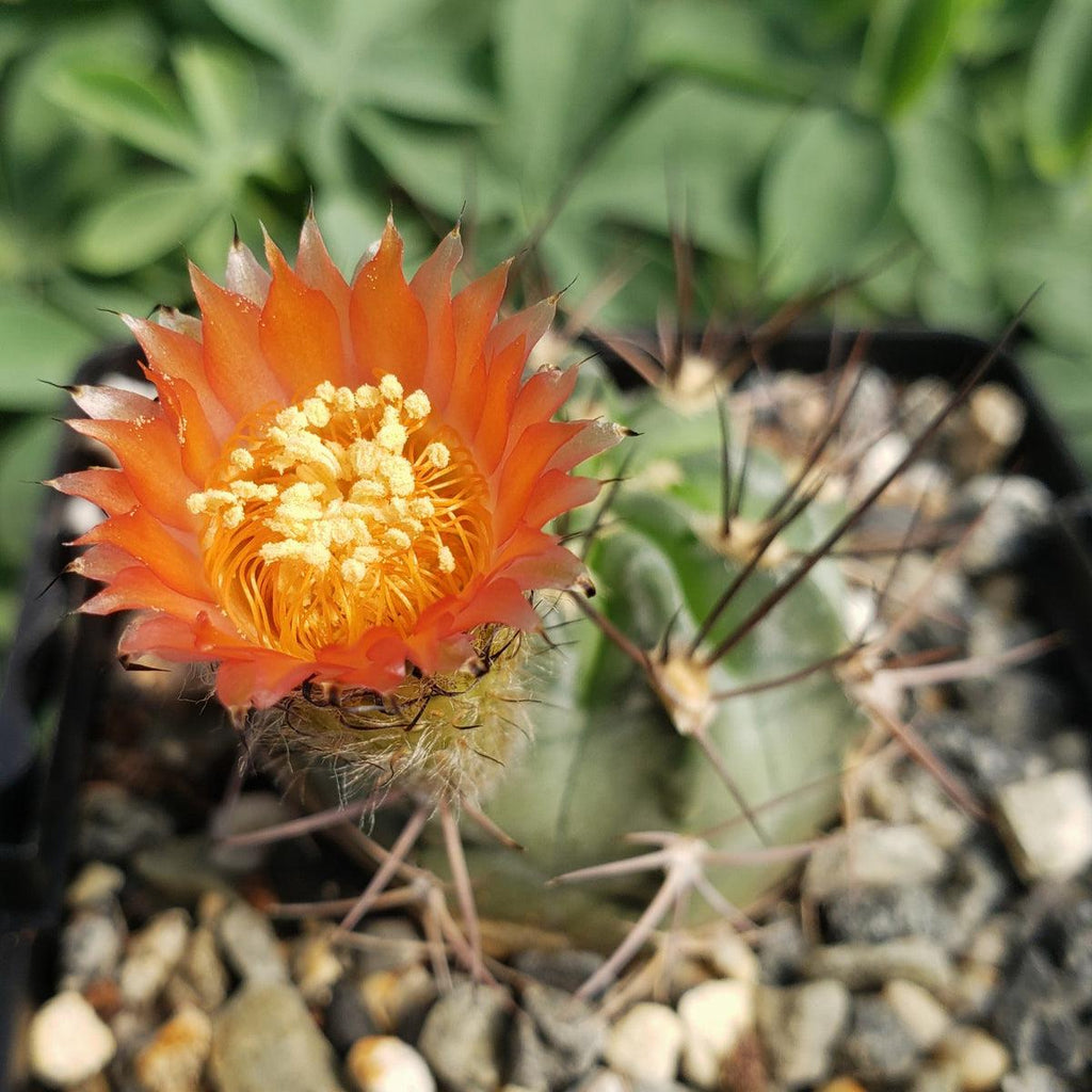 Acanthocalycium hoevenii