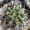 Acanthocalycium hoevenii
