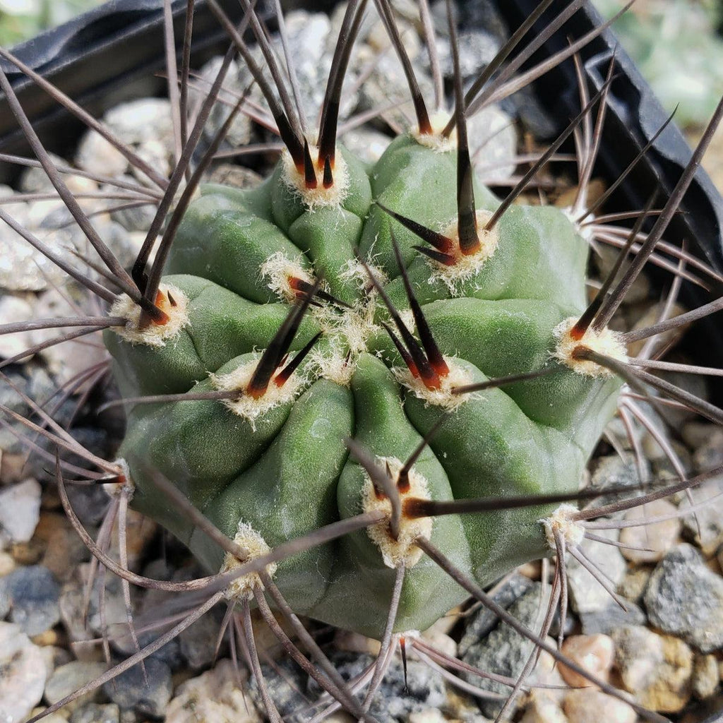 Acanthocalycium hoevenii
