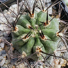Acanthocalycium hoevenii